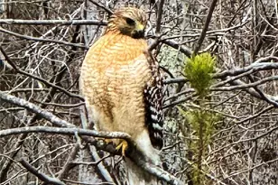 31 Cozy Cottage Wy, Arden, NC 28704 - Photo 34