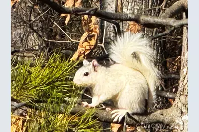 31 Cozy Cottage Way, Arden, NC 28704 - Photo 32