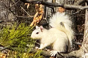 31 Cozy Cottage Wy, Arden, NC 28704 - Photo 32