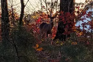 7319 Gilead Rd, Huntersville, NC 28078 - Photo 44