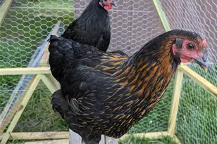 2200 Simmons St, Gastonia, NC 28052 - Photo 34