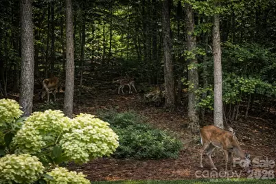 14850 Belleglade Trail, Mint Hill, NC 28227 - Photo 42