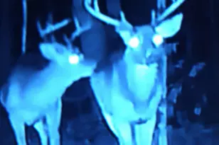 417 Stony Point Rd, Kings Mountain, NC 28086 - Photo 16