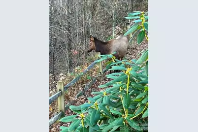 309 Irene Lane, Maggie Valley, NC 28751 - Photo 32