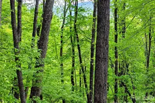 00 Hickory Springs Rd, Burnsville, NC 28714 - Photo 1