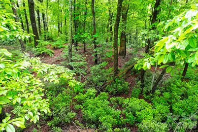 215 Laurel Mountain Trail #10, Black Mountain, NC 28711 - Photo 12