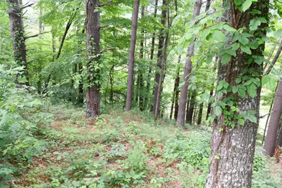Tbd Sycamore Road, Vilas, NC 28692 - Photo 20