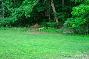 232 Langford Branch Rd, Burnsville, NC 28714 - Photo 22