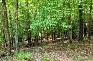 98 Will Wilson Rd, Burnsville, NC 28714 - Photo 16