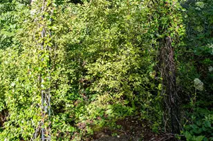 15 Stills Creek Loop, Fairview, NC 28730 - Photo 40