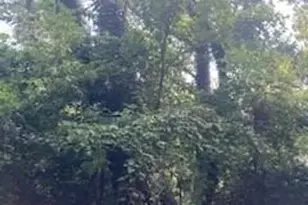 99999 Old Haw Creek Rd, Asheville, NC 28805 - Photo 1