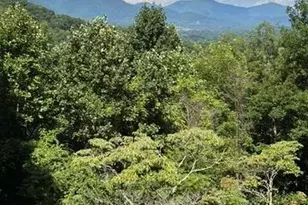 70 Calhoun Ridge Rd, Waynesville, NC 28786 - Photo 24