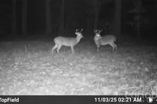 1732 Paul Payne Store Rd, Taylorsville, NC 28681 - Photo 44