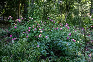 125 Rollins Pl Rd, Brevard, NC 28712 - Photo 26