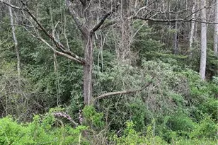 447 Brewer Mill Rd, Traphill, NC 28685 - Photo 2