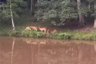 6517 Blazingwood Dr, Pfafftown, NC 27040 - Photo 38