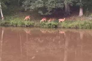 6517 Blazingwood Dr, Pfafftown, NC 27040 - Photo 32