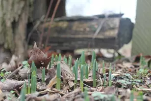 469 Justamere Farm Rd, Greensboro, NC 27455 - Photo 34