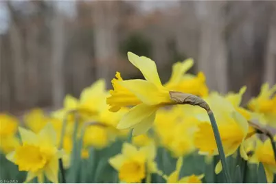 469 Justamere Farm Road, Greensboro, NC 27455 - Photo 36