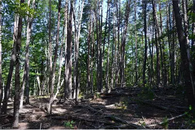 01 Hanging Rock Forest Road #Tract D (14ac), Danbury, NC 27016 - Photo 10