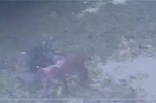 582 Deer Crossing Ln, Lenoir, NC 28645 - Photo 42