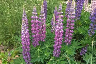 1803 Fleming Rd, Greensboro, NC 27410 - Photo 28