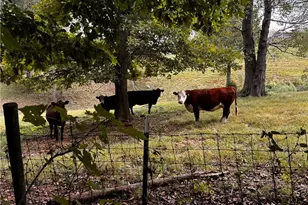 181 Fox Walk Ln, Pilot Mountain, NC 27041 - Photo 50