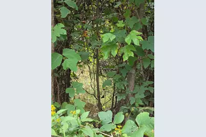 000 Holly Brook Street, North Wilkesboro, NC 28659 - Photo 6