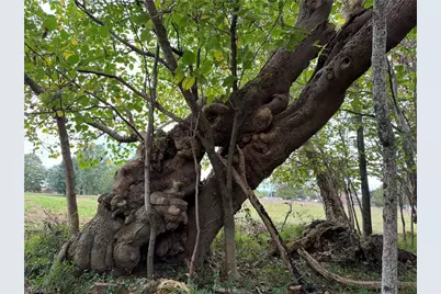 310 Jessup Grove Church Road, Pilot Mountain, NC 27041 - Photo 18