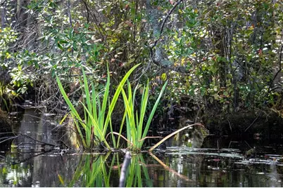 709 Everetts Mill Road, Rockingham, NC 28379 - Photo 42