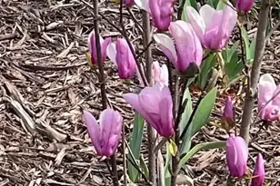 216 Parks Meadows Dr, Lexington, NC 27292 - Photo 22