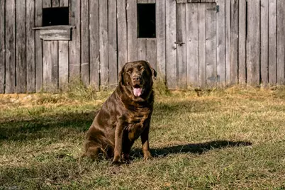 6087 Old Walker Mill Road, Randleman, NC 27317 - Photo 42