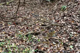 375 Ed Nixon Rd, Thurmond, NC 28683 - Photo 26