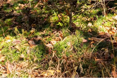 000 Antler Drive, McGrady, NC 28649 - Photo 16