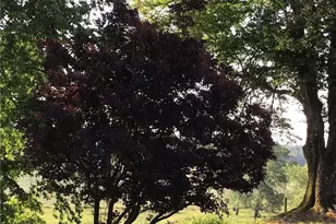 4105 Boone Trail, North Wilkesboro, NC 28659 - Photo 16