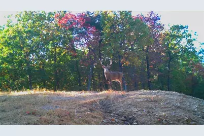 Tbd Carriage House Trail, McGrady, NC 28649 - Photo 2