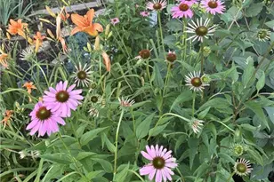 220 Circle St, Millers Creek, NC 28651 - Photo 50