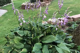 5610 Fleming Terrace Rd, Greensboro, NC 27410 - Photo 48