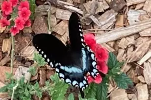 1609 Underpass Rd, Advance, NC 27006 - Photo 38