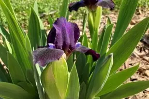 1609 Underpass Rd, Advance, NC 27006 - Photo 40