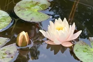 1609 Underpass Rd, Advance, NC 27006 - Photo 4