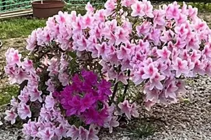 920 Ransom Rd, Winston-Salem, NC 27106 - Photo 42