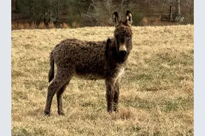 Tbd Old Offen Po Road, Traphill, NC 28685 - Photo 10