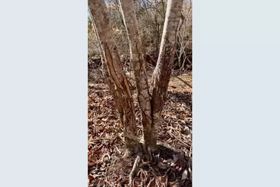 747 Chandler Road, Dobson, NC 27017 - Photo 36