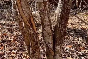 747 Chandler Rd, Dobson, NC 27017 - Photo 36