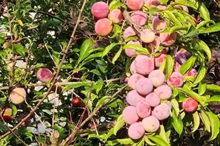 3308 Van Allen Cir, Greensboro, NC 27410 - Photo 48