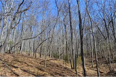 1096-1238 Cook School Road #97+/- AC Tract, Pilot Mountain, NC 27041 - Photo 44