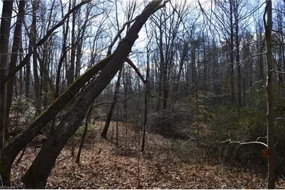 1096-1238 Cook School Road #97+/- AC Tract, Pilot Mountain, NC 27041 - Photo 26