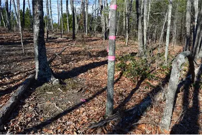 Tract H Hanging Rock Forest Road #H, Danbury, NC 27016 - Photo 16
