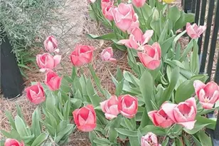 210 Coventry Park Ln, Winston-Salem, NC 27104 - Photo 34